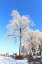 Big Frozen Tree on Winter Day Royalty Free Stock Photo