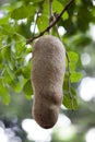 Big fruit of sausage tree (Kigelia africana). Mauritius Royalty Free Stock Photo