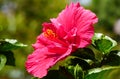 Fuchsia flower seen from the side