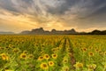 Big full bloom sunflower field Royalty Free Stock Photo