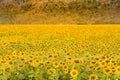Big full bloom sunflower field Royalty Free Stock Photo