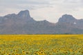 Big full bloom sunflower field with mountain background Royalty Free Stock Photo