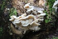 Big fungi