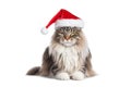 Big funny fluffy cat in a Santa Claus hat. Christmas animal concept. Cat in red Santa hat isolated on white. Royalty Free Stock Photo