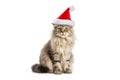 Big funny fluffy cat in a Santa Claus hat. Christmas animal concept. Cat in red Santa hat isolated on white Royalty Free Stock Photo