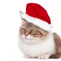 Big funny fluffy cat in a Santa Claus hat. Christmas animal concept. Cat in red Santa hat isolated on white Generative AI Royalty Free Stock Photo