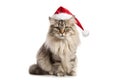 Big funny fluffy cat in a Santa Claus hat. Christmas and New Year concept. Royalty Free Stock Photo