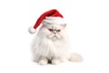 Big funny fluffy white cat in a Santa Claus hat. Christmas animal concept. Cat in red Santa hat isolated on white. Royalty Free Stock Photo