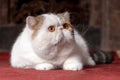 Big and funny snowy white oriental extreme cat with vibrant yellow eyes lying down on red carpet.