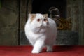 Big and funny snowy white oriental extreme cat with vibrant yellow eyes on red carpet in front of home fireplace.