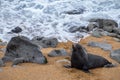 A big fur seal resting on the sandy beach. Enjoy a close encounter with them in their natural habitat on the coast of the South