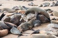 Big fur seal on a rock is comically tries to rise above others Royalty Free Stock Photo