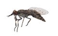 Big gadfly with orange and black eyes