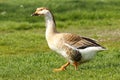 Big gander on lawn