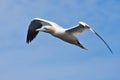 Big Gannet flying in the blue sky Royalty Free Stock Photo