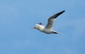 Big gannet (Morus bassanus) Royalty Free Stock Photo
