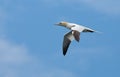 Big gannet (Morus bassanus) Royalty Free Stock Photo
