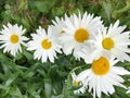 Big garden chamomiles in green grass Royalty Free Stock Photo