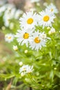 Big garden chamomiles in summer sunny garden Royalty Free Stock Photo