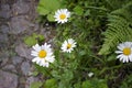 Big garden chamomiles in summer sunny garden Royalty Free Stock Photo