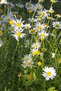 Big garden chamomiles in summer sunny garden Royalty Free Stock Photo