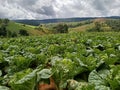 Big garden of Chinese cabbage