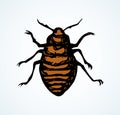 Beetle. Larva. Vector drawing Royalty Free Stock Photo