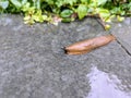 Big garden Slug wet Royalty Free Stock Photo