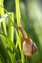 Big garden snail in grass Royalty Free Stock Photo