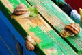 Big garden snail on a old board background