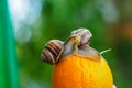 Big garden snail on a orange background Royalty Free Stock Photo