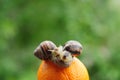 Big garden snail on a orange background Royalty Free Stock Photo