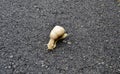 Big garden snail in shell crawling on wet road hurry home