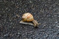 Big garden snail in shell crawling on wet road hurry home