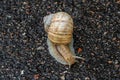 Big garden snail in shell crawling on wet road hurry home Royalty Free Stock Photo