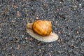 Big garden snail in shell crawling on wet road hurry home Royalty Free Stock Photo