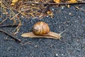 Big garden snail in shell crawling on wet road hurry home Royalty Free Stock Photo