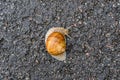 Big garden snail in shell crawling on wet road hurry home Royalty Free Stock Photo