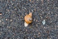 Big garden snail in shell crawling on wet road hurry home Royalty Free Stock Photo