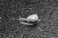 Big garden snail in shell crawling on wet road hurry home