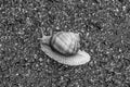 Big garden snail in shell crawling on wet road hurry home