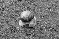 Big garden snail in shell crawling on wet road hurry home