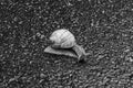 Big garden snail in shell crawling on wet road hurry home Royalty Free Stock Photo