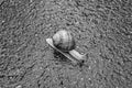 Big garden snail in shell crawling on wet road hurry home Royalty Free Stock Photo