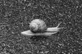 Big garden snail in shell crawling on wet road hurry home Royalty Free Stock Photo