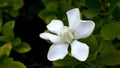 Big Gardenia Blooms