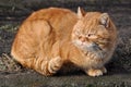 Big Garfield cat