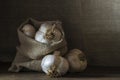 big Garlic Cloves and Bulb wooden table cooking on dark background. burlap sack cutting board copy space Close-up rustic still Royalty Free Stock Photo