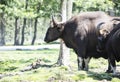 Big gaur in beautiful landscape. Hairy cow wild animal in nature. The Year of the Ox, cattle or water buffalo in 2021. Gaur family Royalty Free Stock Photo