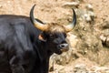 Big Gaur Bos gaurus Royalty Free Stock Photo